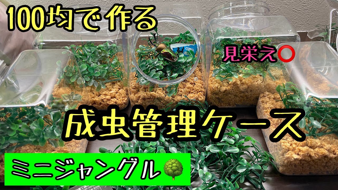 100均で作るクワガタの成虫管理ケース