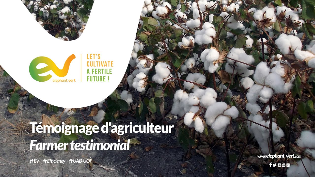L'efficacité des engrais organiques Eléphant Vert (EV) au Mali - Témoignage Coton