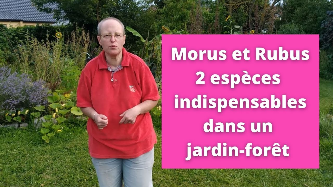 2 espèces indispensables dans un jardin forêt : Morus et Rubus