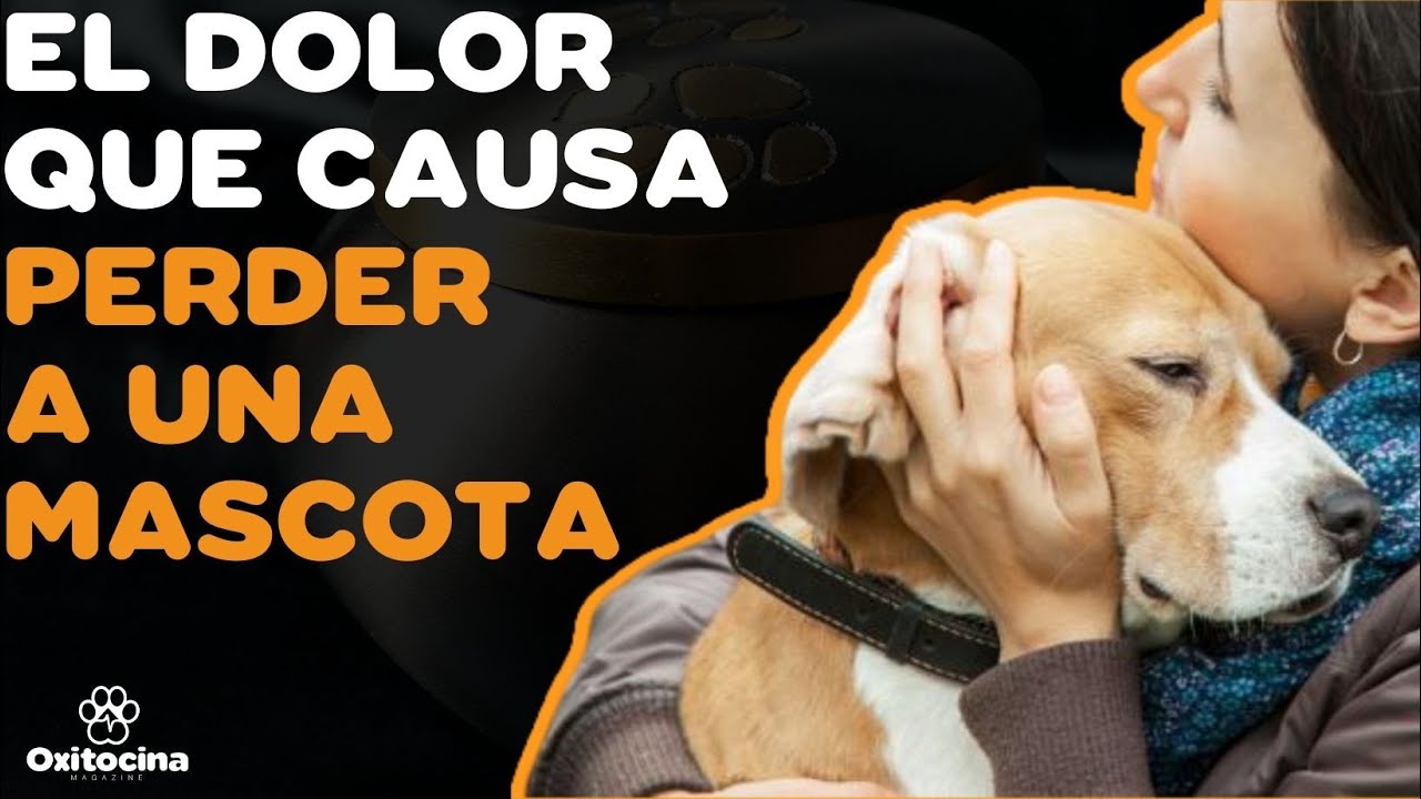 ¿CÓMO AFRONTAR LA PÉRDIDA DE UNA MASCOTA?