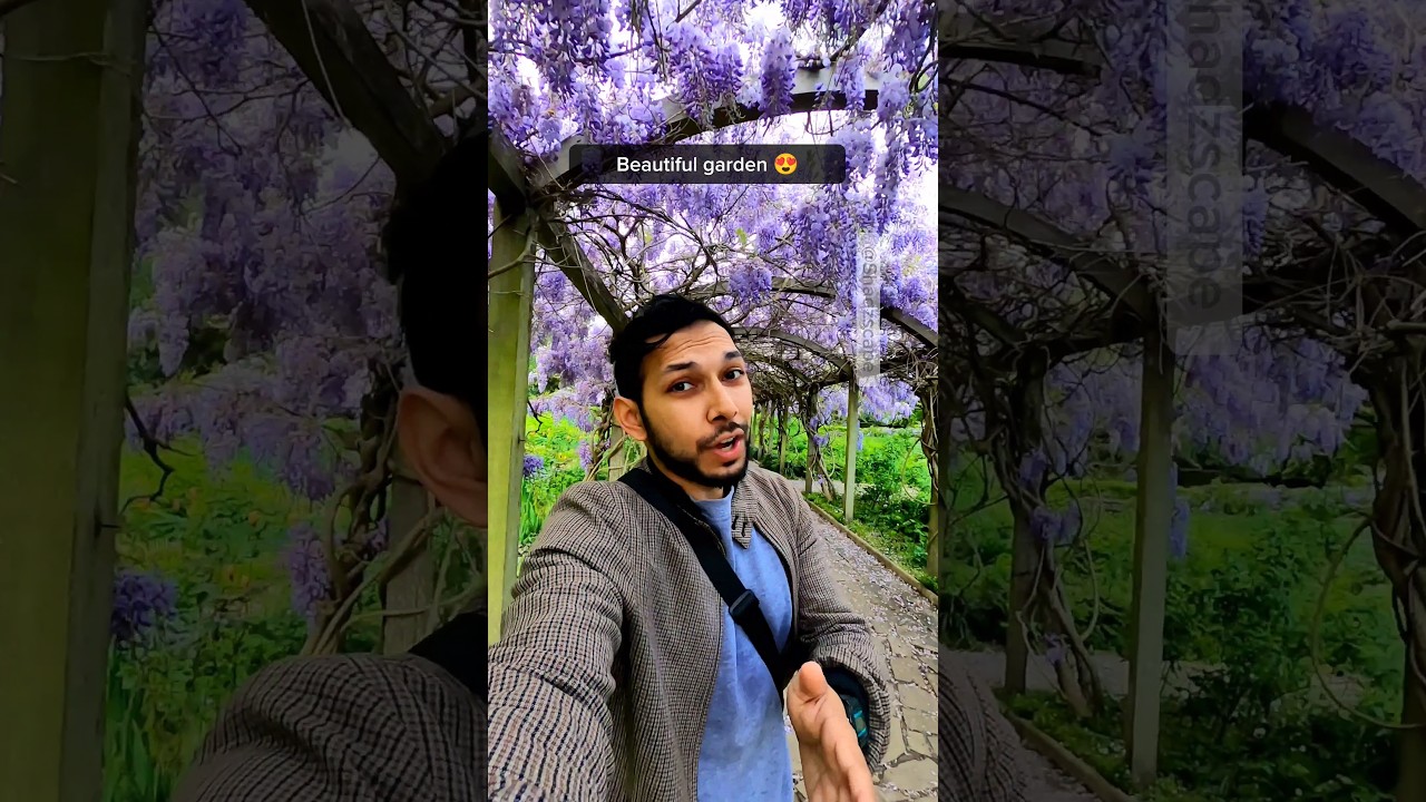 Wisteria garden in London 🇬🇧 #london #photography #wisteria