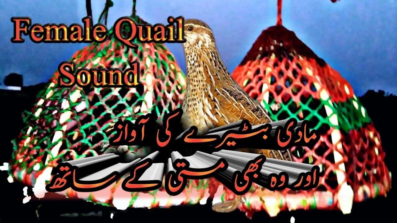 Female Quail Sound | madi batairy ki awaz | madi batairy ki kirak | madi batairy kirak ewer masti