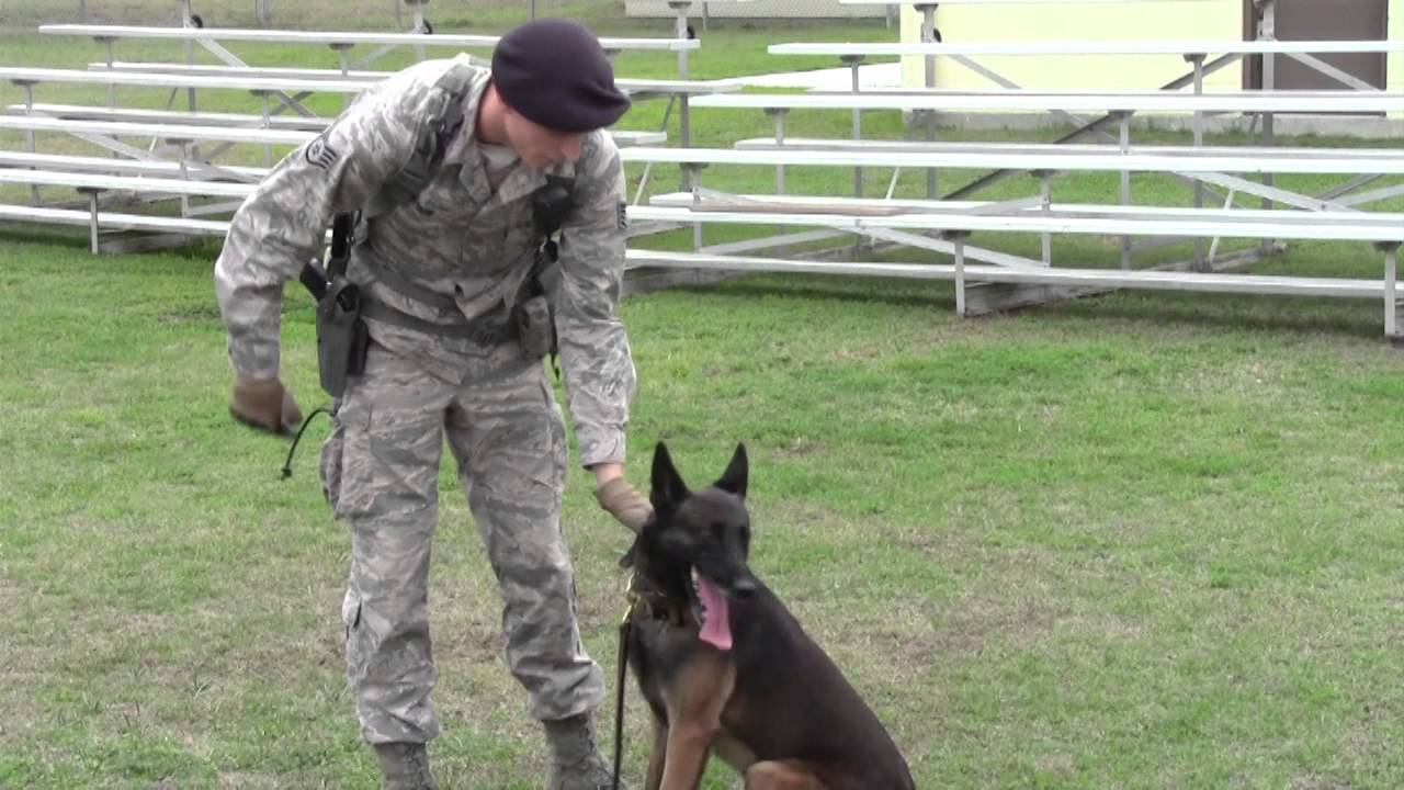 Military Service Dogs