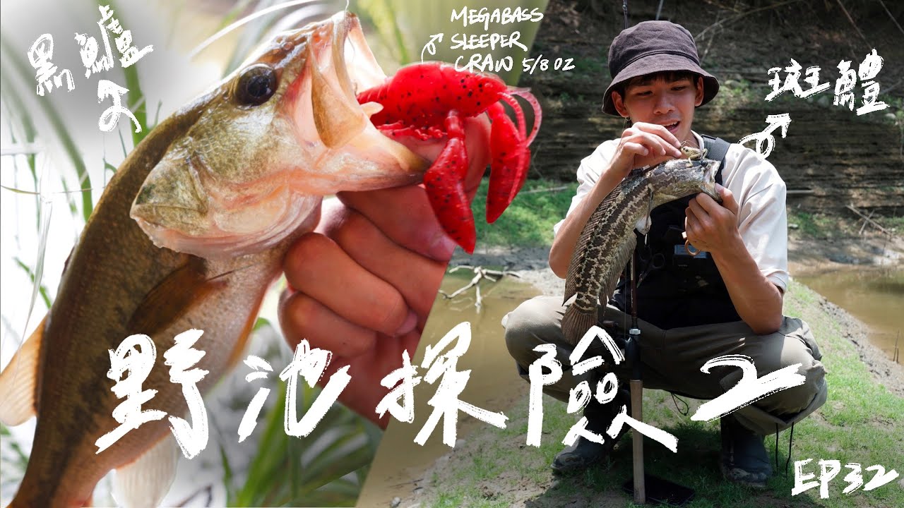 【庫斯比】第32集 《野池探險2 》黑鱸與斑鱧的組合 永遠讓人玩不膩❤️&zwj;🔥