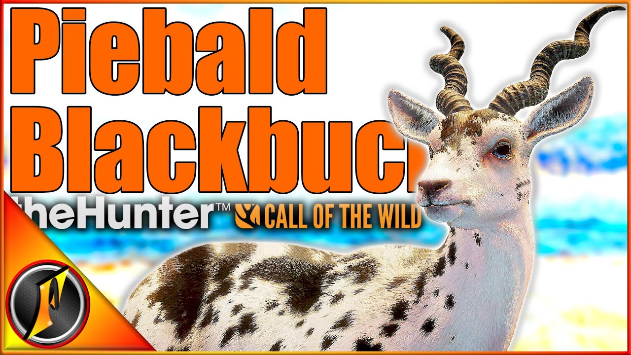 PIEBALD BLACKBUCK! The Most Detailed Rare Model?! | theHunter Call of the Wild