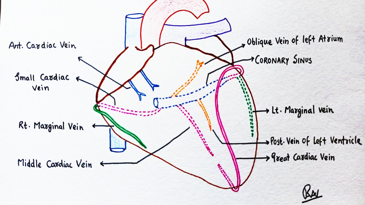 Venous Drainage Of Heart