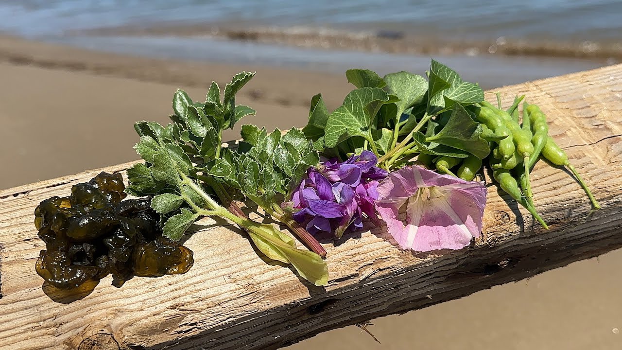 海辺で野草採り