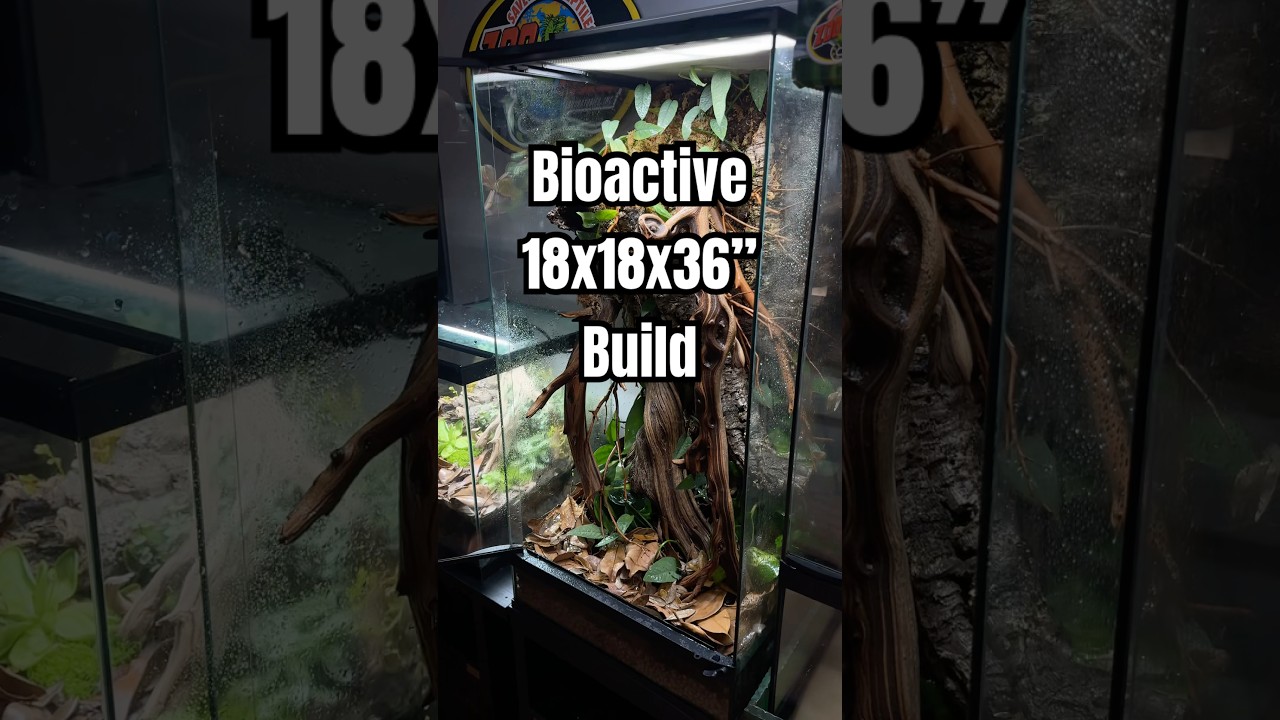 Как построить биоактивный небоскреб ZooMed размером 18x18x36 дюймов #магазинрептилий #биоактивный...