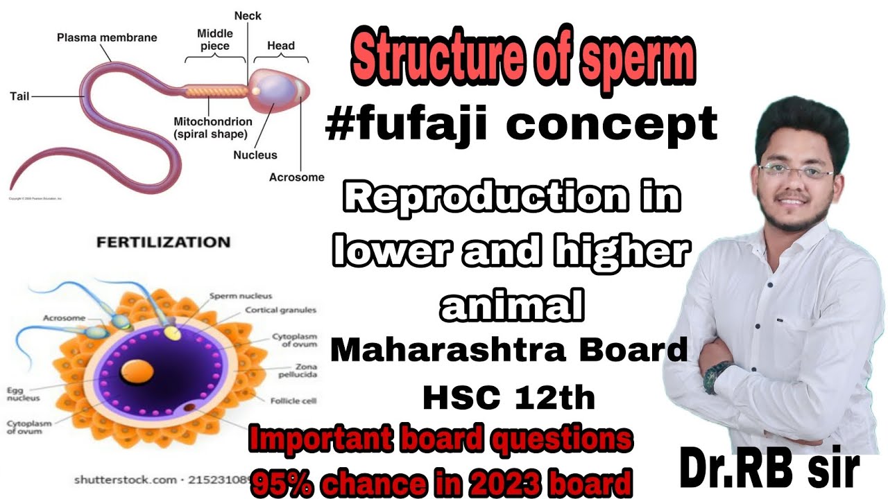 Structure of sperm(sperm cell) 12th biology important questions for Hsc maha board chap 01