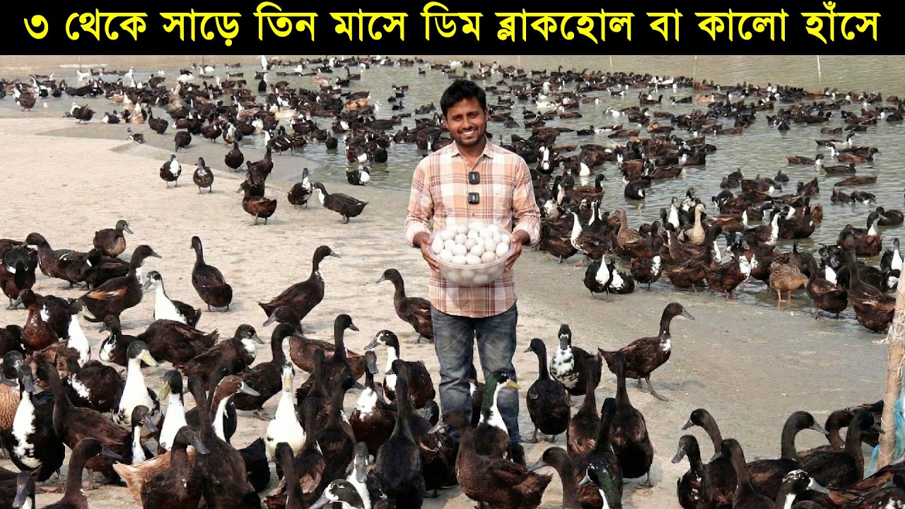 ৩ থেকে সাড়ে তিন মাসে ডিম ব্লাকহোল বা কালো হাঁসের খামারে!কতটা লাভজনক কালো হাঁস পালন।