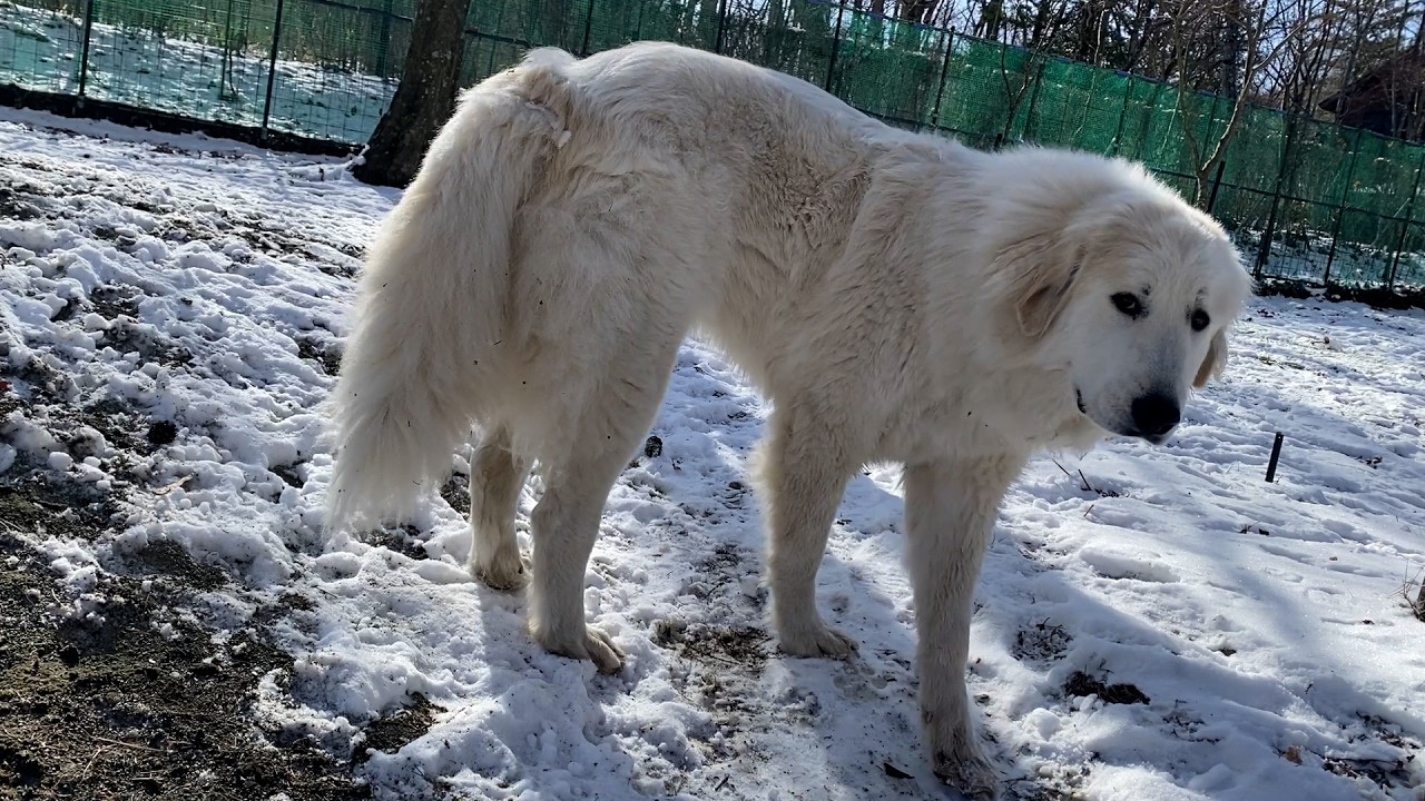 【ルンルンの裏庭】設置されたカメラが気になるリリー