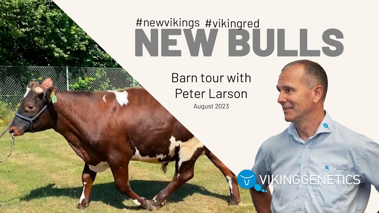 The Best New VikingRed Sires - August 2023