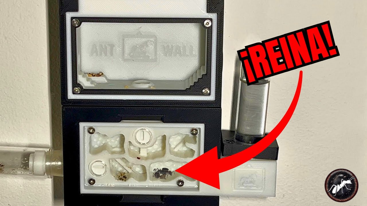 ¡GRAN MUDANZA al NUEVO hormiguero de Ant Wall Design! 🐜🔥