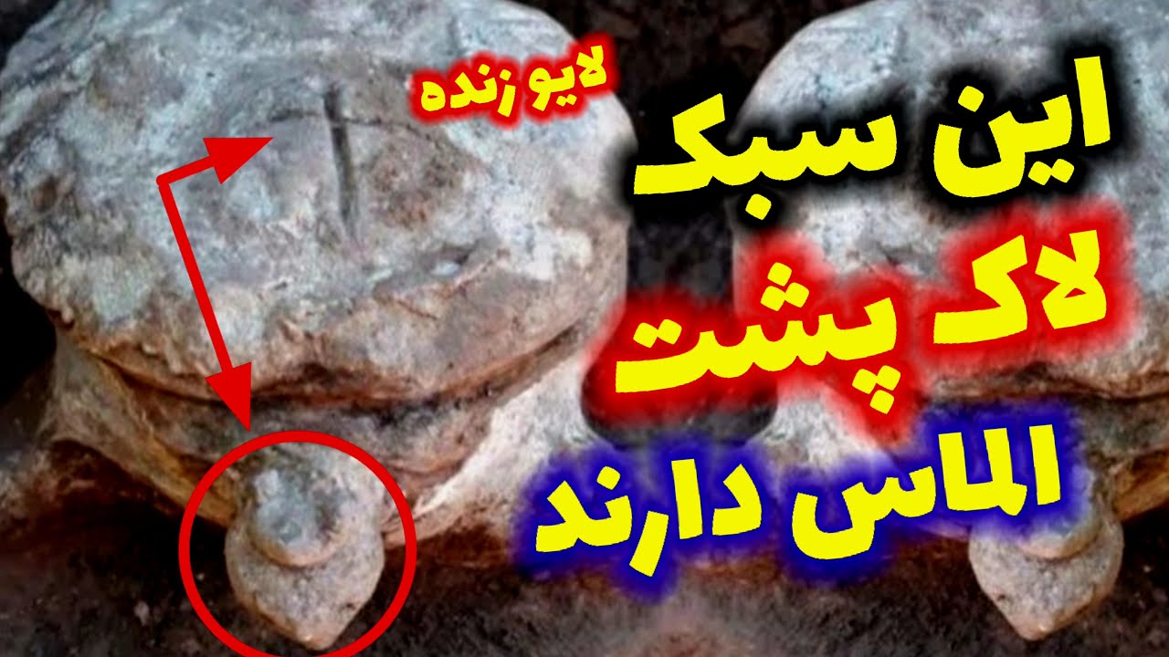 این لاک پشت ها الماس دارند؟