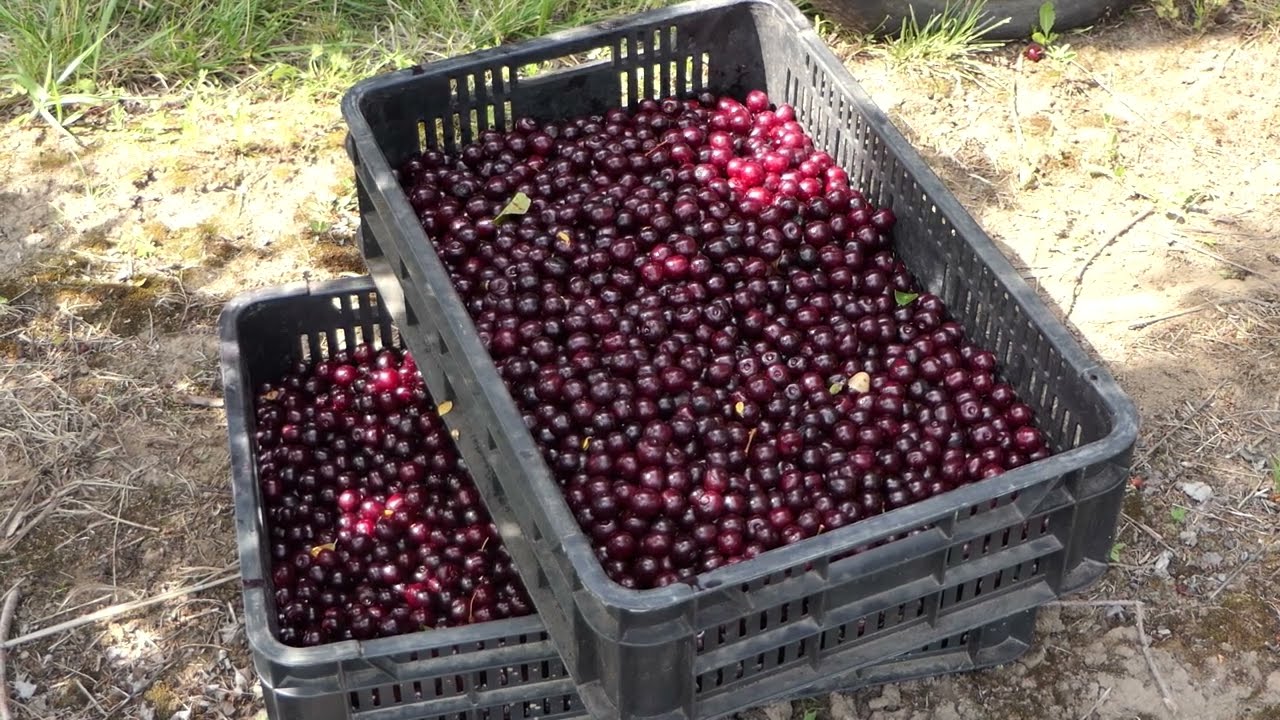 Domaćine kako radiš 12.06.2024. Višnja, Drugovac, Srbobran