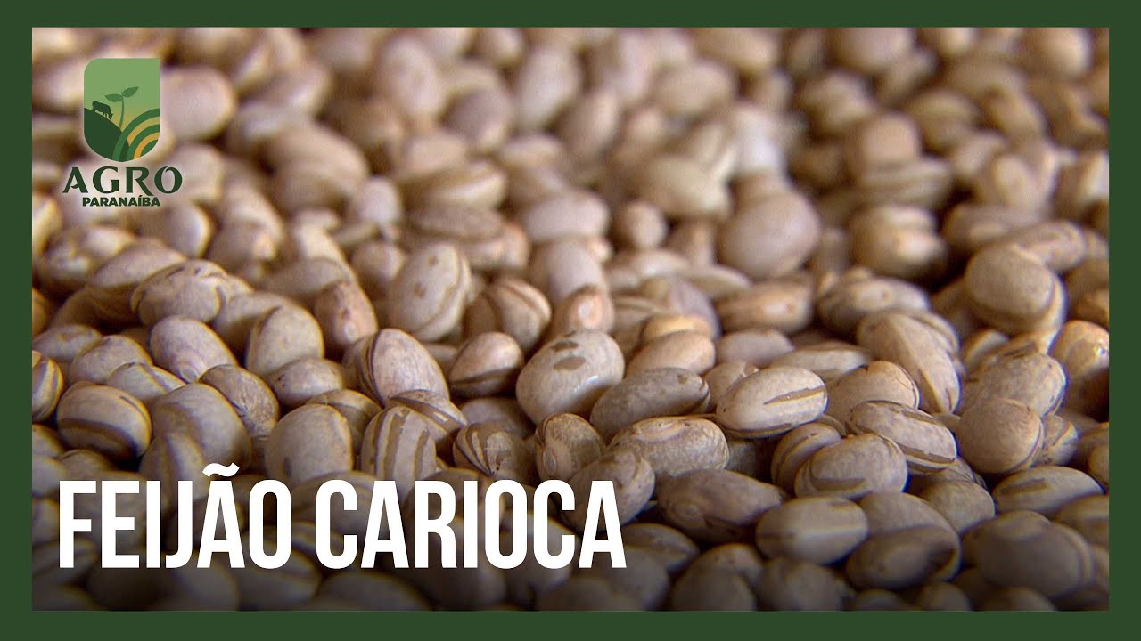 Feijão Carioca: a variedade mais consumida no Brasil nasceu em São Paulo