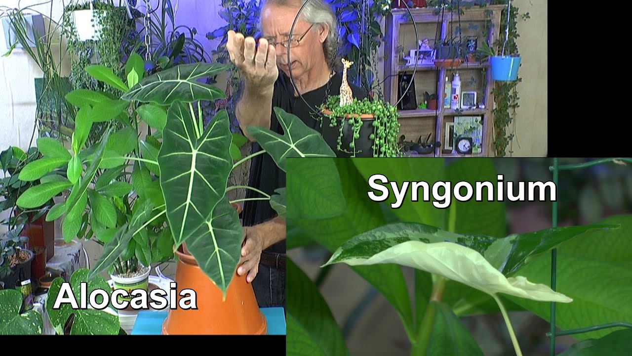 Syngonium Variegata Halbmoond, Fukientee Bonsai, Mango Pflanzen und vieles Mehr