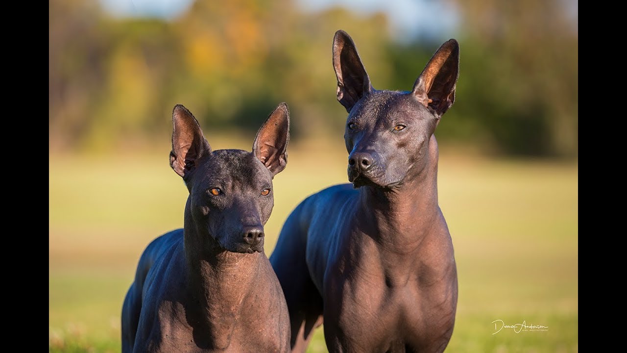 Mexican Hairlelss Xolo  - Know Your Breed