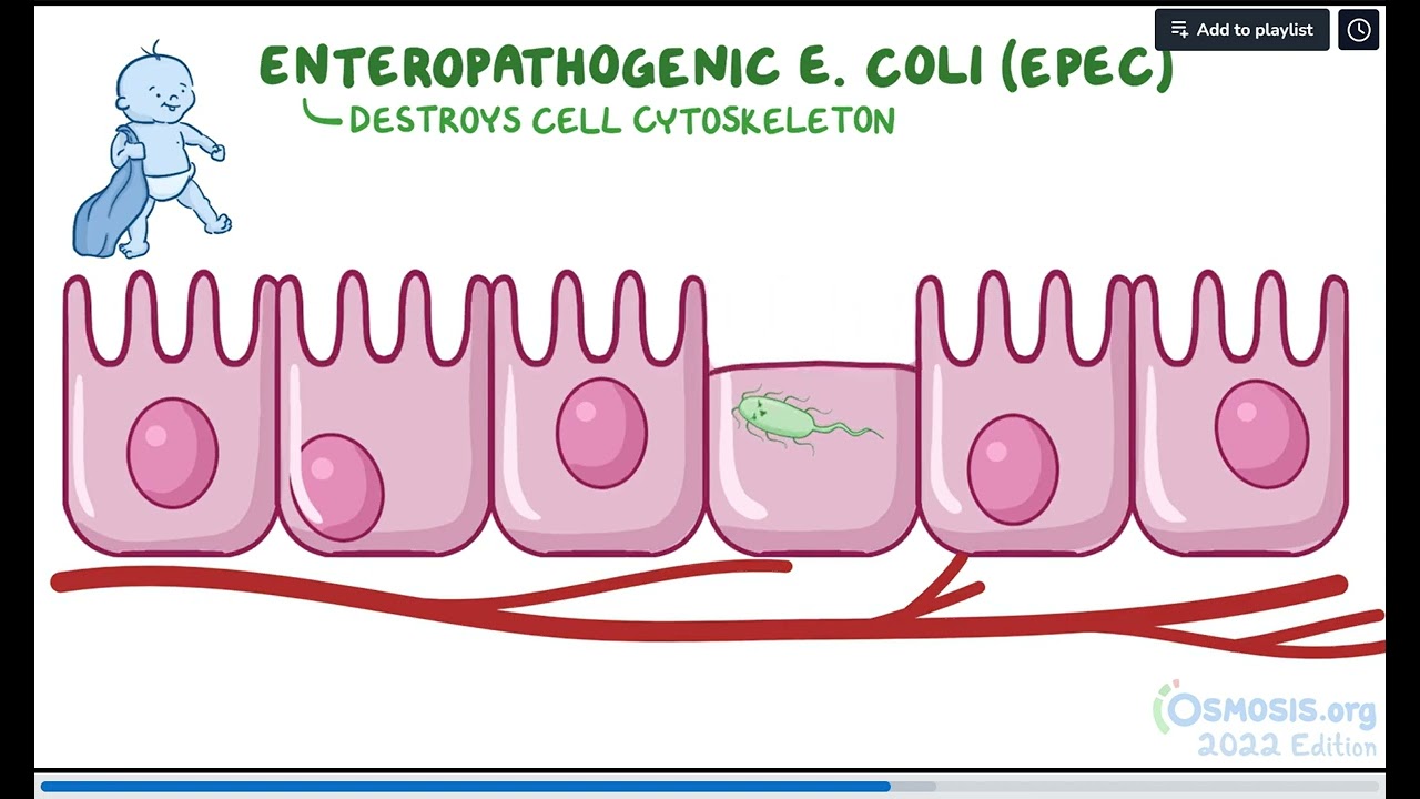 Escherichia coli