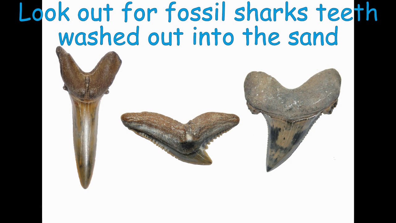 Brilliant Bracklesham - Geology and Fossils of Bracklesham Bay