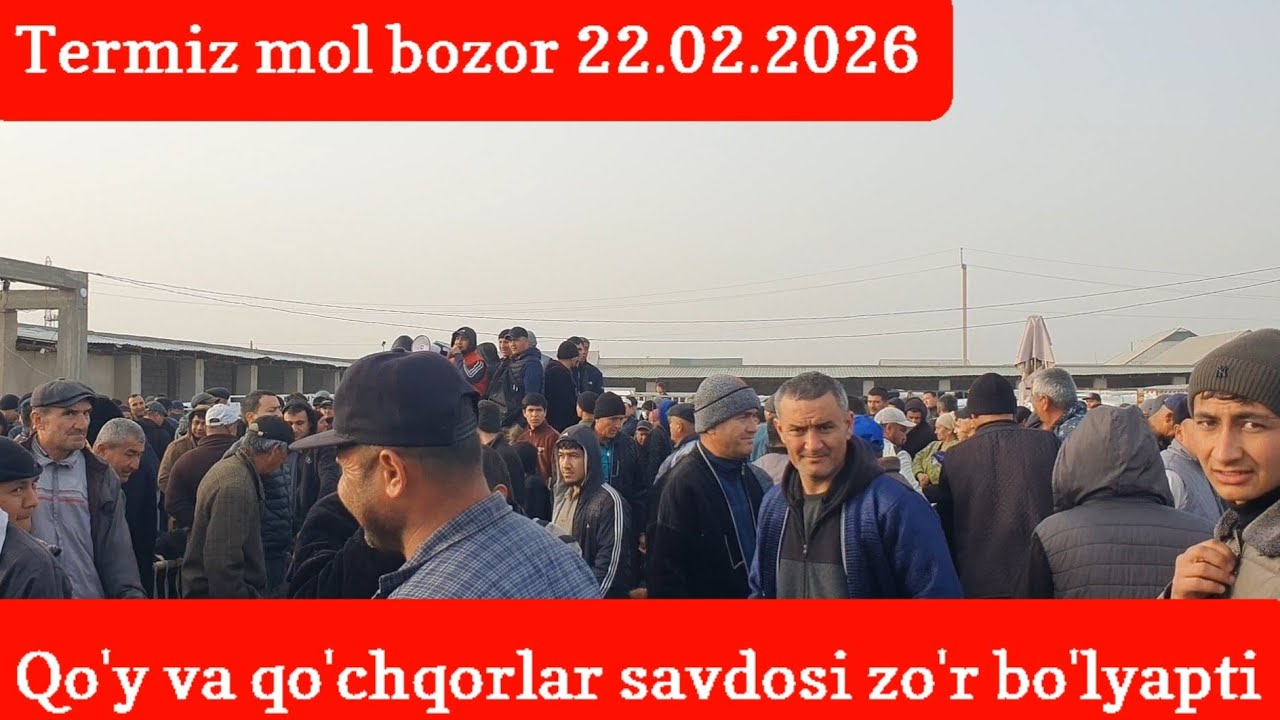 Termiz mol bozorida qo'y va qo'chqorlar savdosi yaxshi ketyapti 22.02.2026