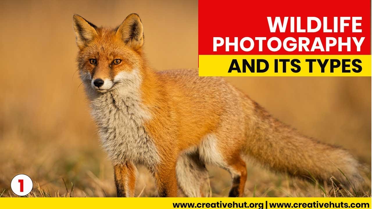 Wildlife photography [English] | What is Wildlife Photography | Creative Hut Institute