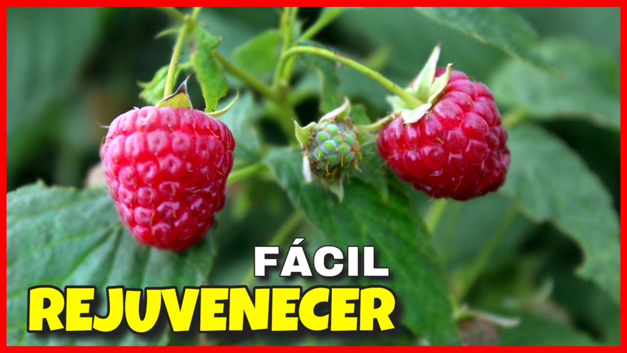💟Trasplante de FRAMBUESAS 👉 Cultivo en Maceta + Aumentar la producción