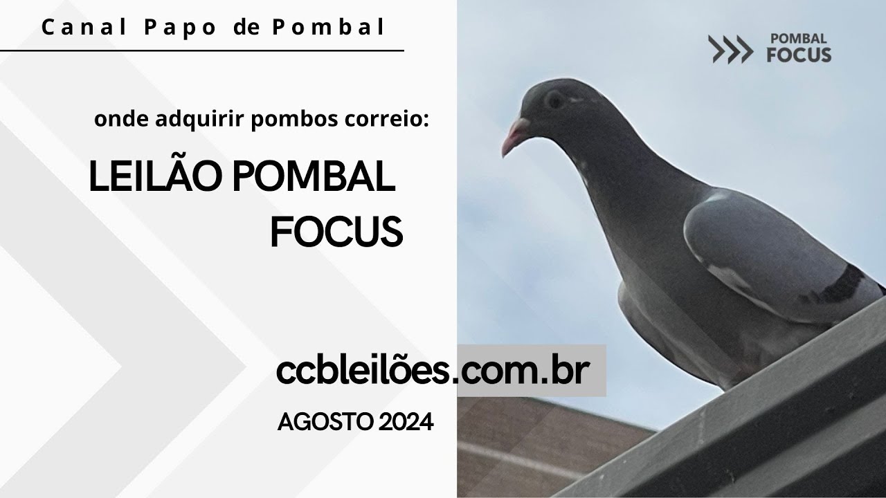 Leilão CCB   Agosto 2024   Pombal Focus