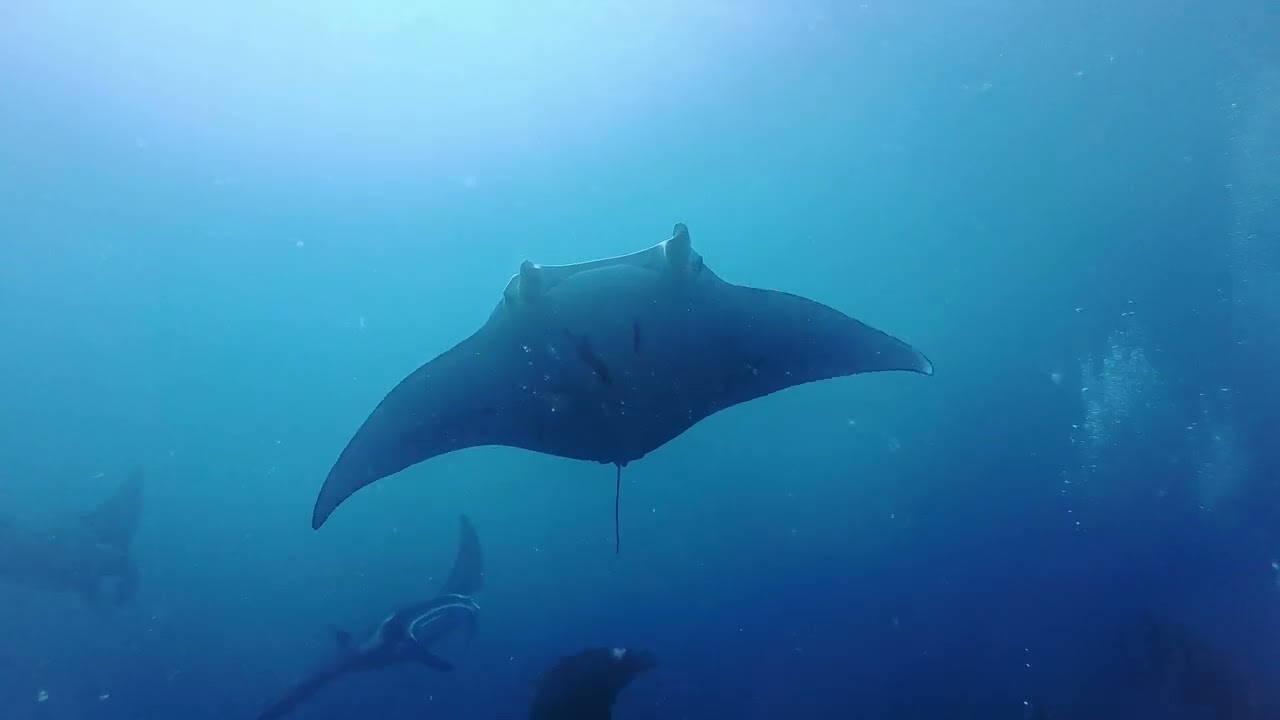 Scuba Palau! 2026 Mantas Galore!
