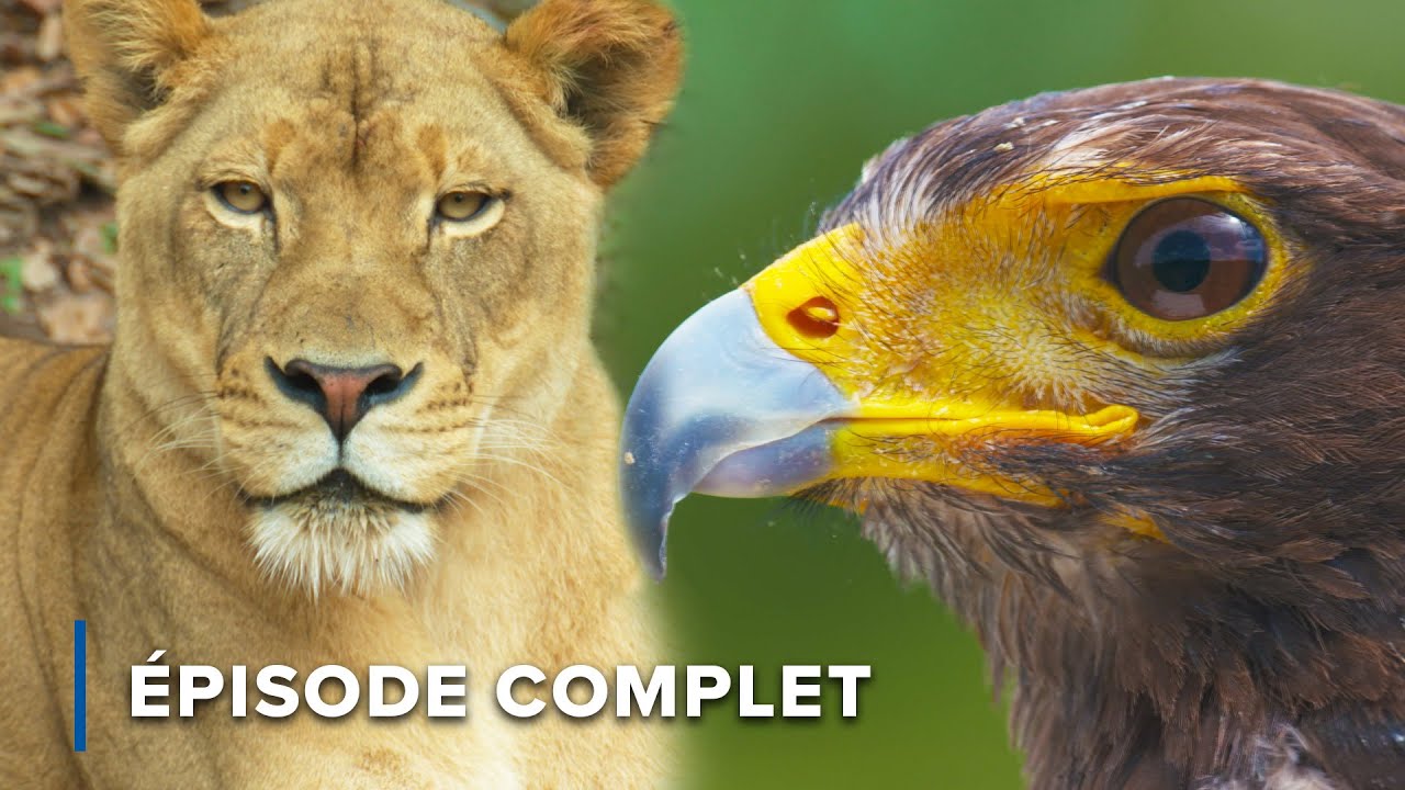 Pr&eacute;dateurs de la terre et du ciel : lions, hy&egrave;nes et rapaces | Attaquer et d&eacute;fendre 101+102