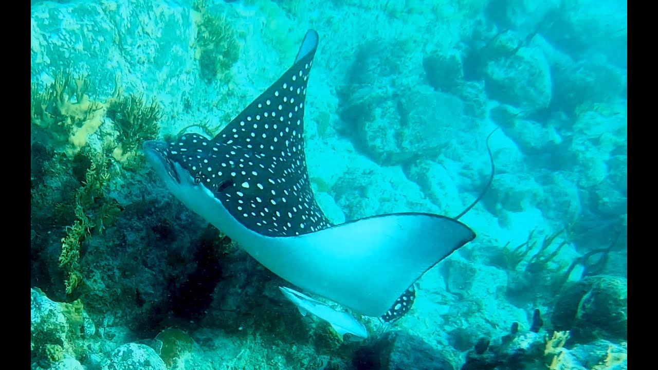 Snorkeling - 2021, narrated