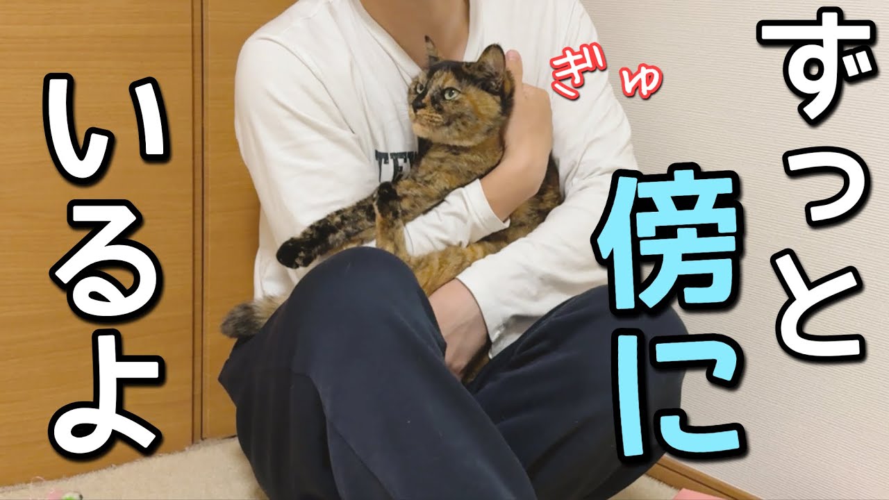 甘えん坊のサビ猫が猫アレルギーのパパに甘えた結果