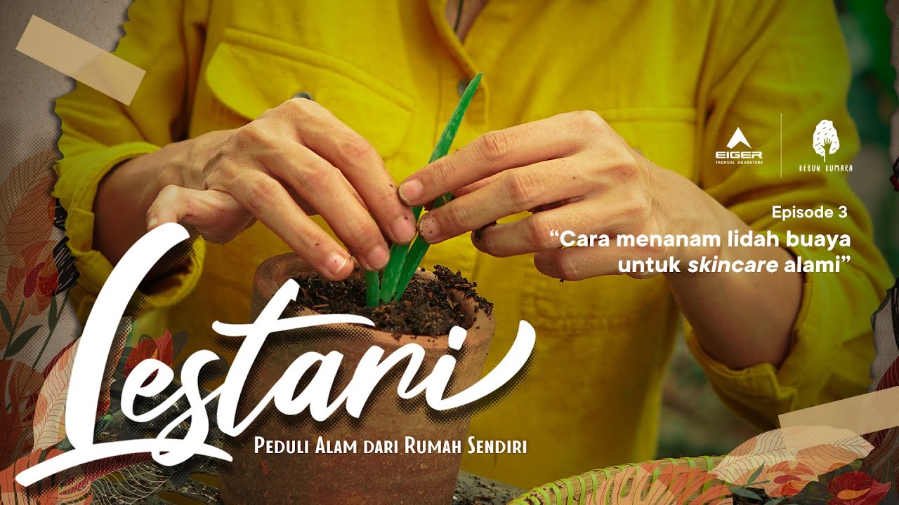 LESTARI - Cara Menanam Lidah Buaya Untuk Skincare Alami (Eps. 3)