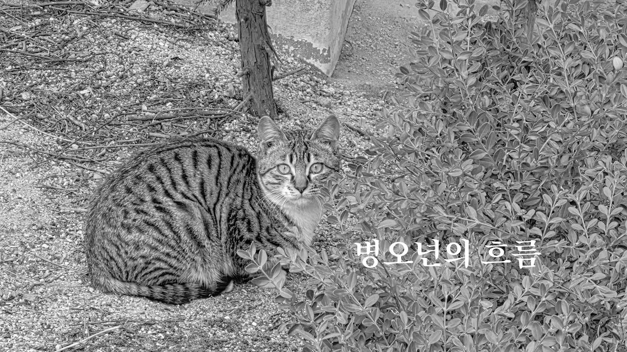 병오년의 흐름