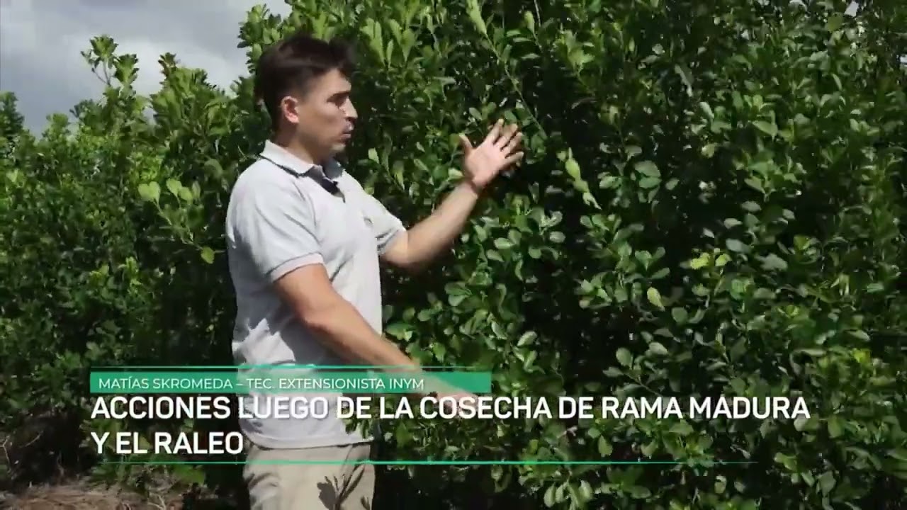 TIEMPO DE COSECHA: CONOCER LA PLANTA DE YERBA MATE