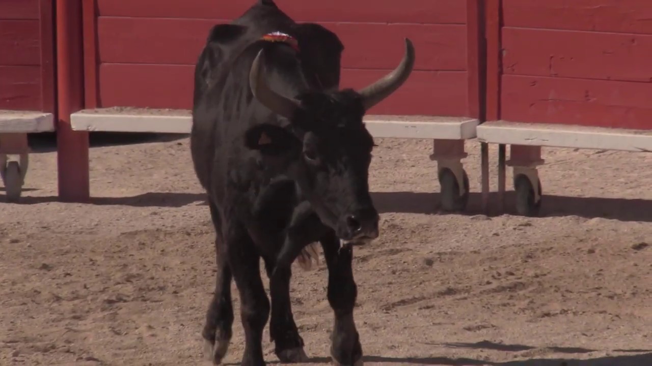 Garlan foule une nouvelle fois le sable des arènes