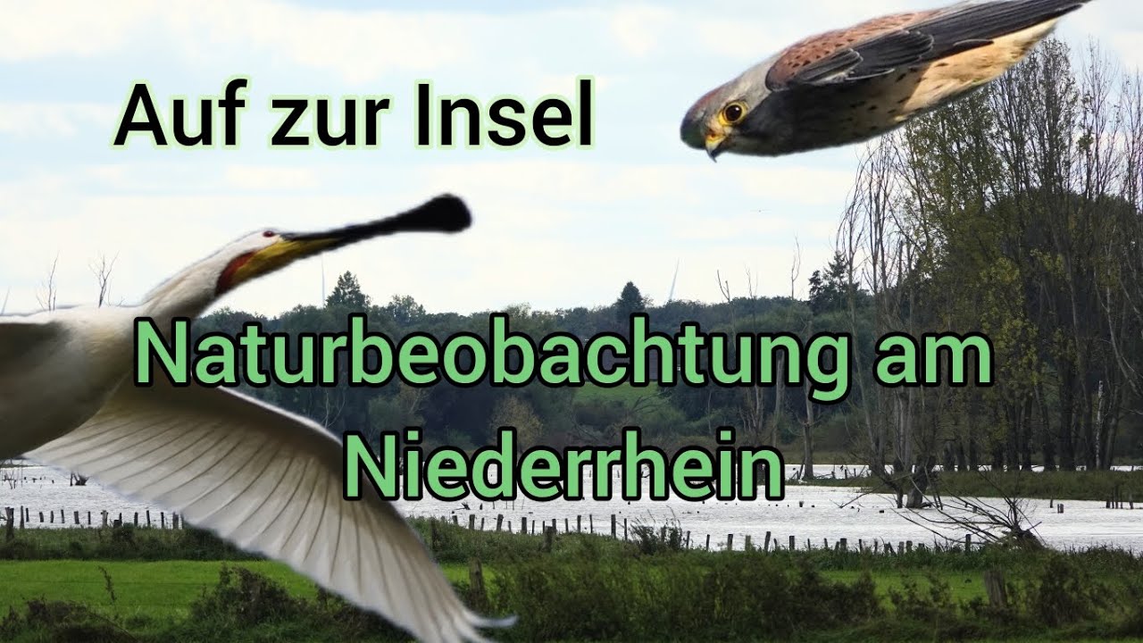 Auf zur Bislicher Insel 📸. Das Zuhause der Seeadler, Löffler und vielem mehr