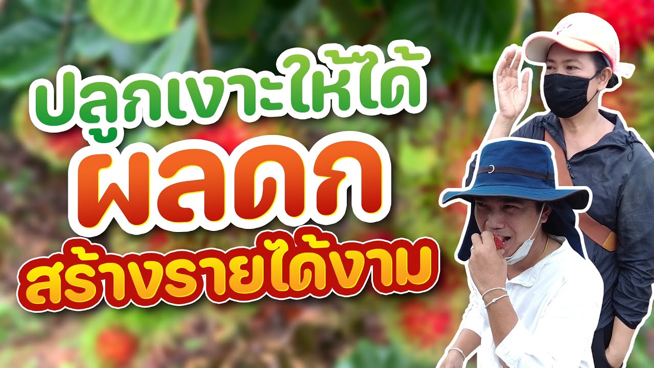 ปลูกเงาะให้ได้ผลดก สร้างรายได้งาม