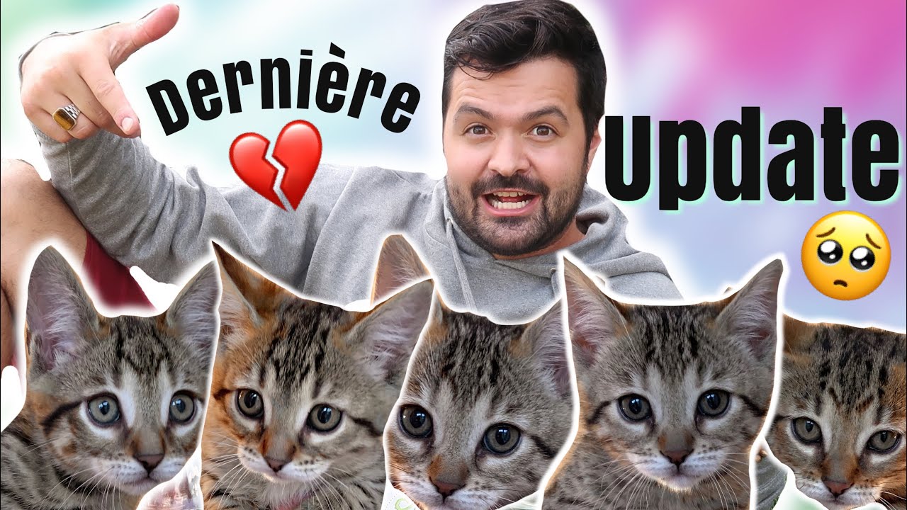 8ème Semaine De Nos Chatons - Dernière Update