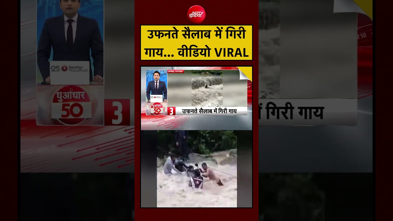Viral Video | उफनते सैलाब में गिरी गाय... वीडियो VIRAL  | Uttarakhand Flood #viral