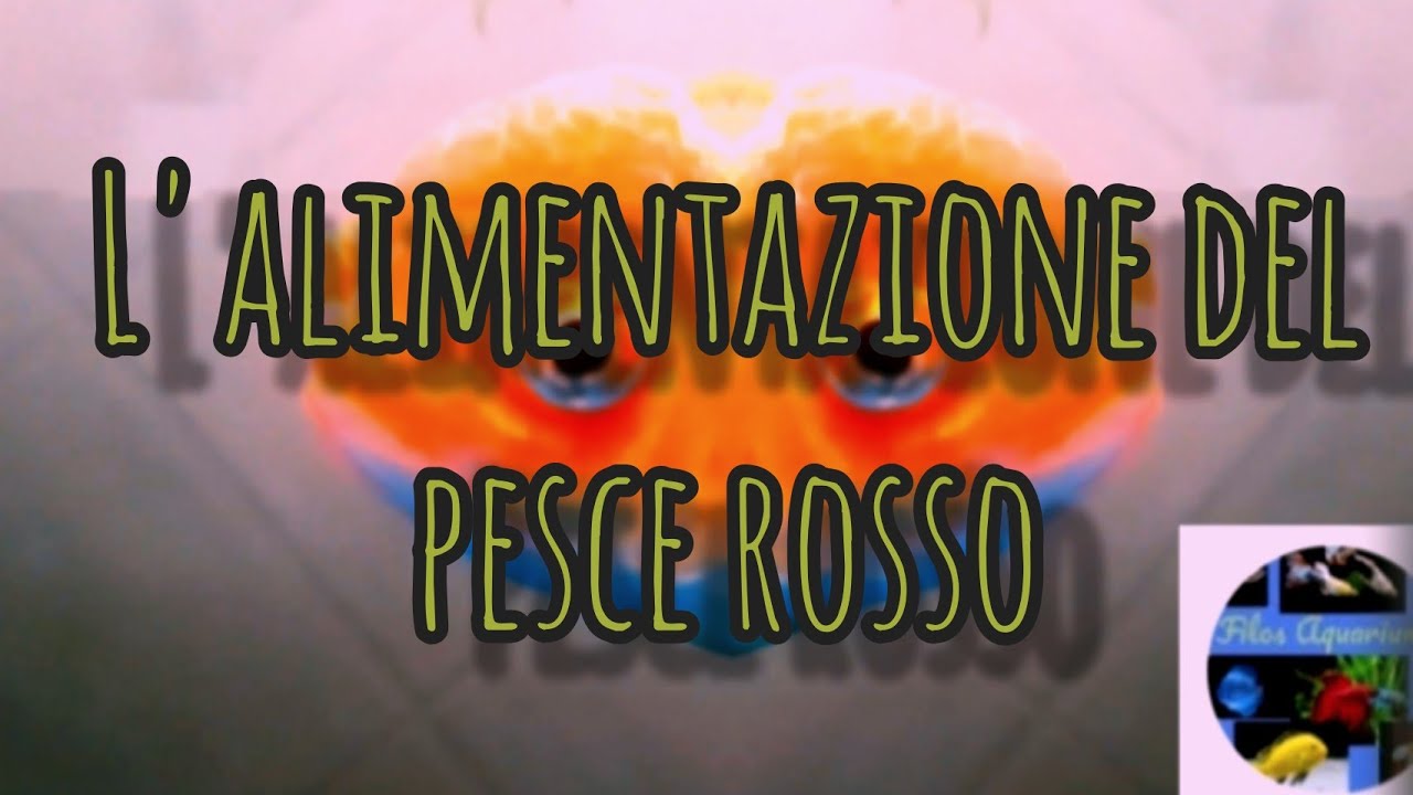Come alimentare il pesce rosso. #pescirossi #oranda #alimentazione