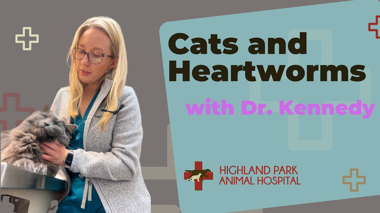 Decoding Cat Heartworm with Dr. Kennedy