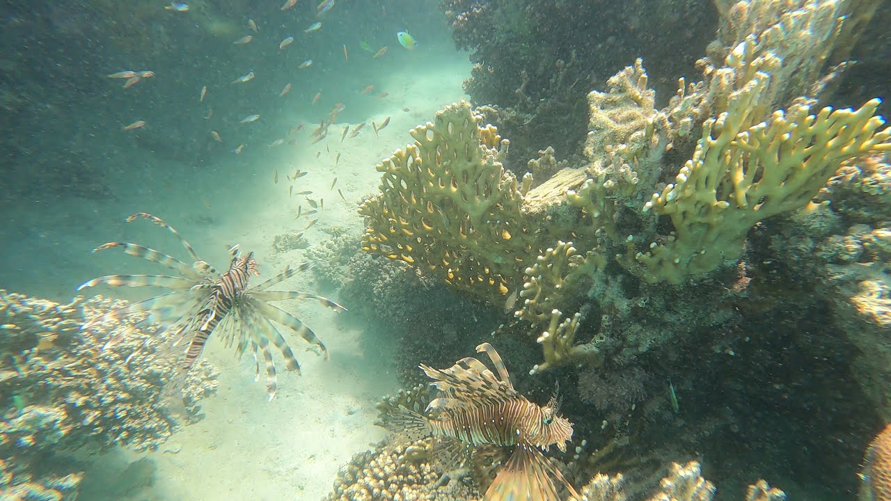 Marsa Alam, Shonі Bay Hotel, Home Reef, Part 1