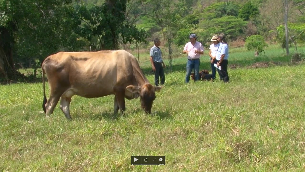 La experiencia de la Familia Alfaro Pérez    Benefícios del manejo y pestoreo de potreros PRV