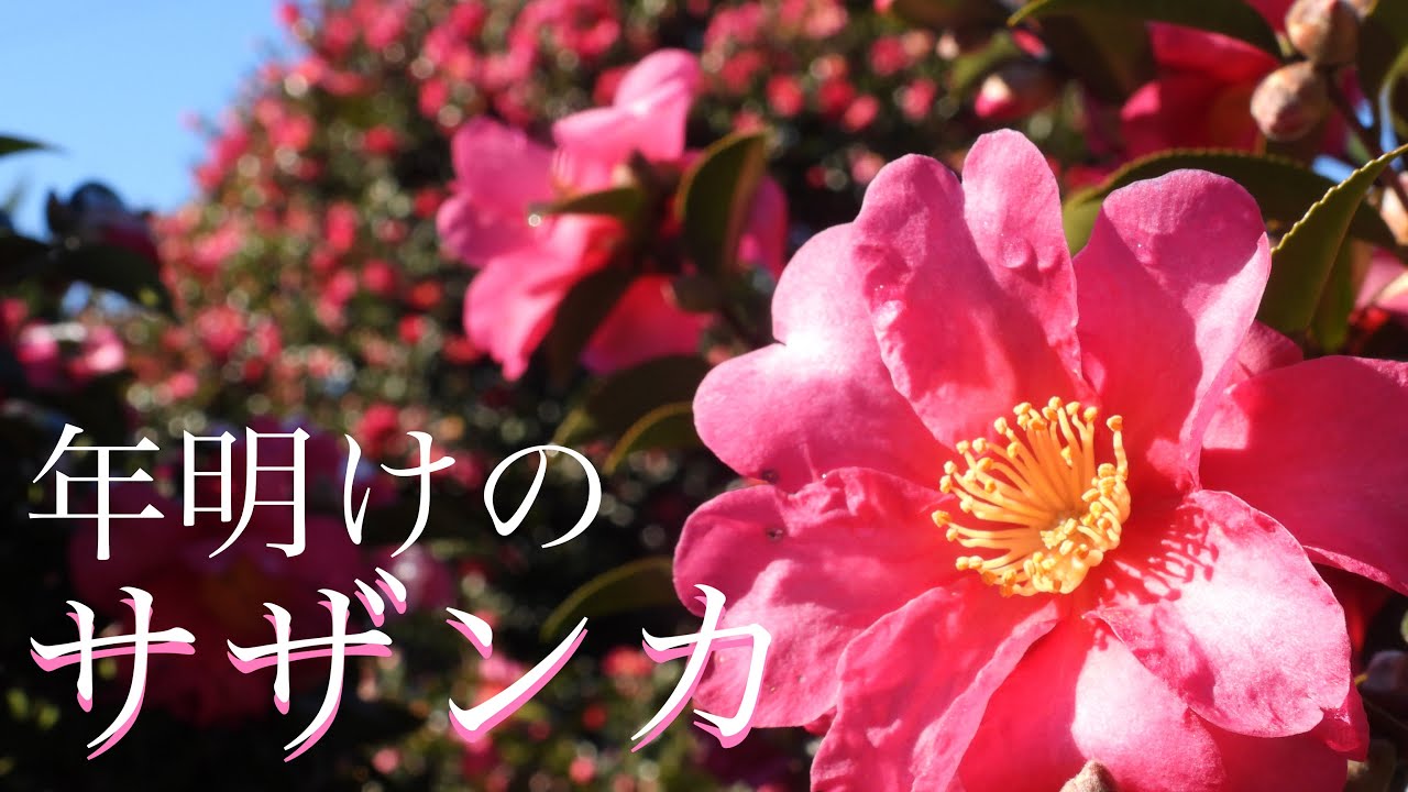 【雪とサザンカ】年明けの冬の花【亀戸中央公園】