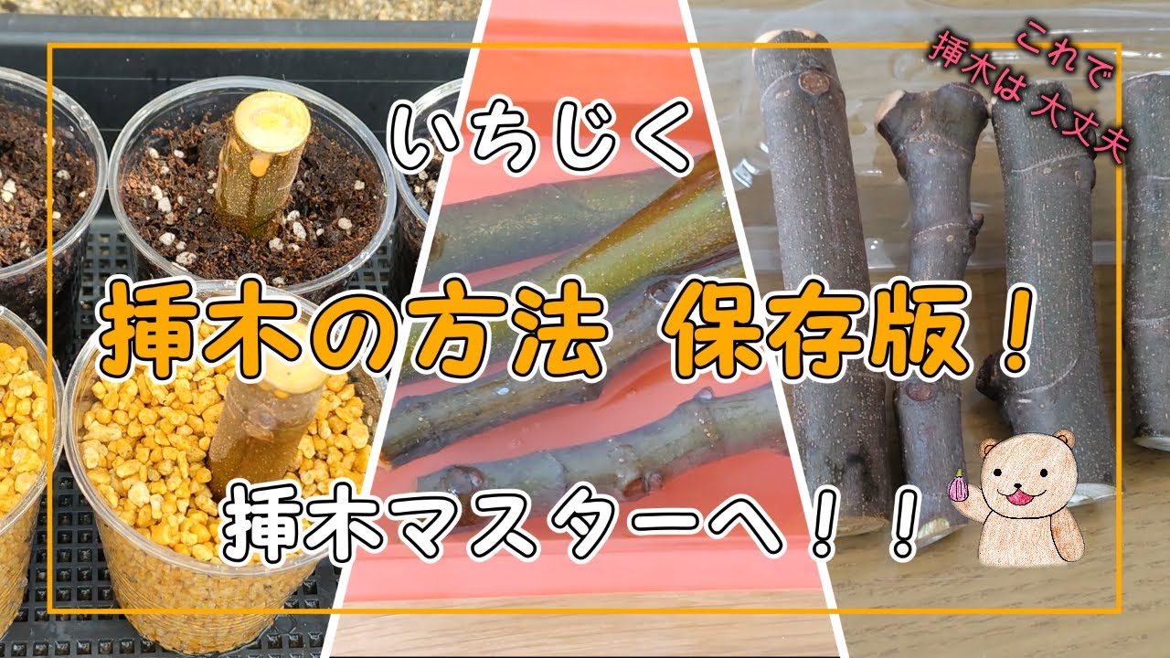 【いちじく】挿木の方法「保存版」 レッツ挿木！   cuttings method