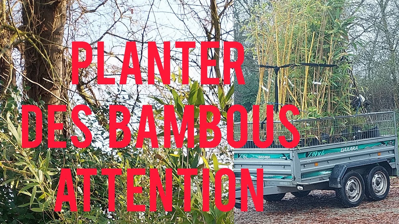 Planter des bambous.  Oui mais attention ⚠️ 