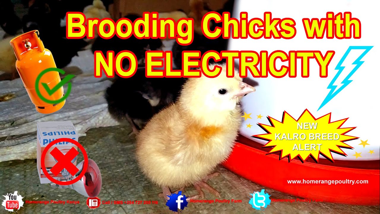#brooding #chicks with NO ELECTRICITY #dayold Chicken #brooding Tips. #noelectricity  #noproblem