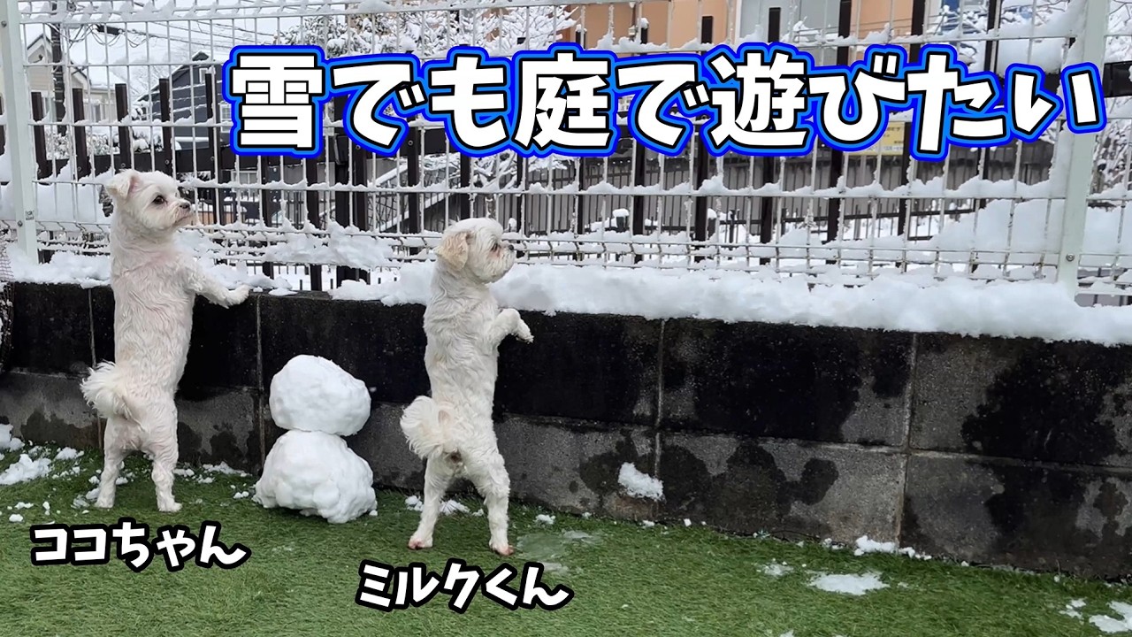 雪でも庭で遊びたい★ココちゃん・ミルクくん★