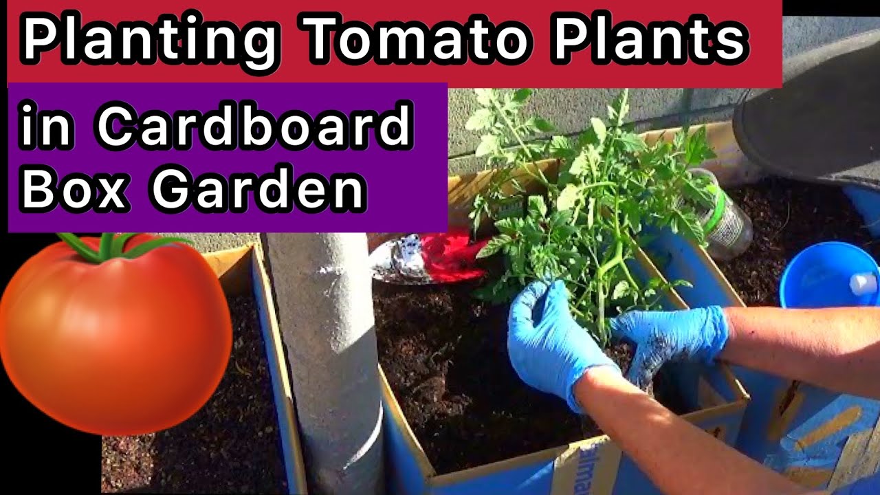 Vlog-How to Plant a Tomato Plant in Cardboard Box Garden & Free Plants, Gardening to Build Free Soil